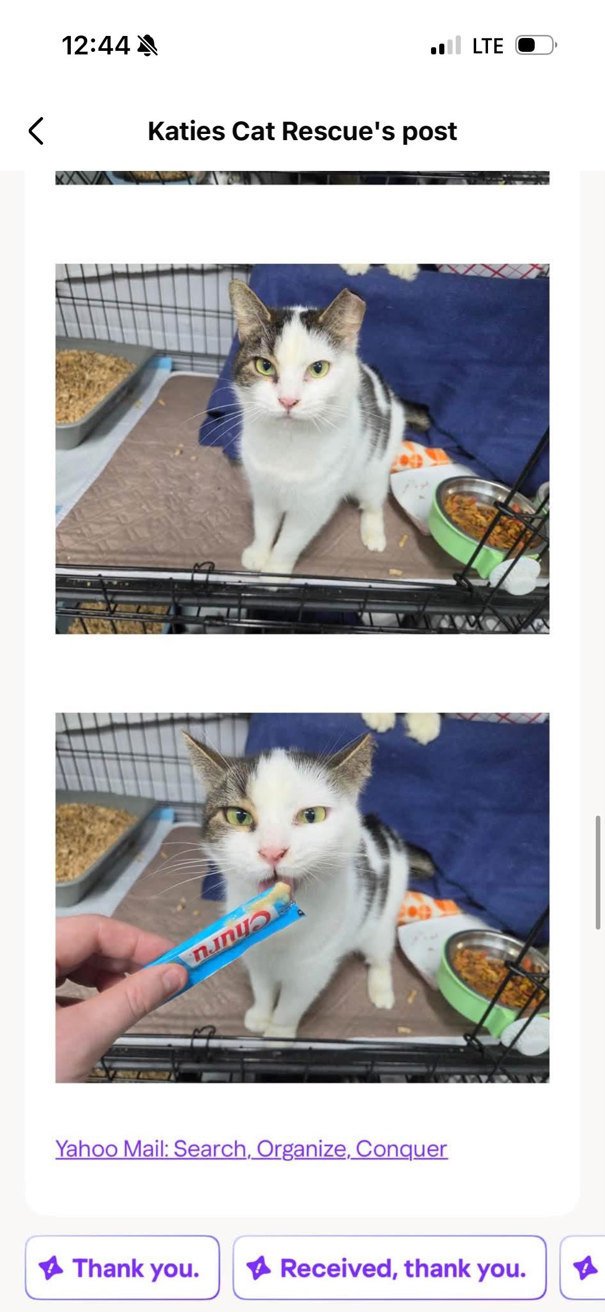 Enlarge Sula, a Adoptable Domestic Short Hair in Evans City, PA image 2/3