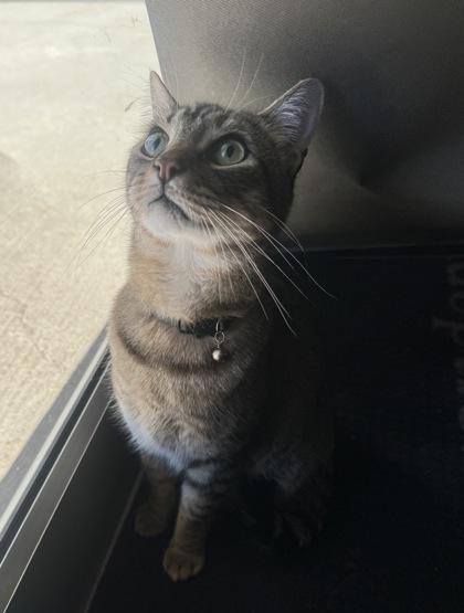 Chewy, Adoptable, Adult Male Domestic Short Hair & Domestic Short Hair.