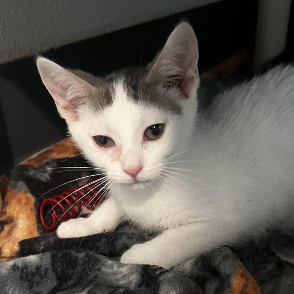 Catrick Swayze, Adoptable, Kitten Male Domestic Short Hair.