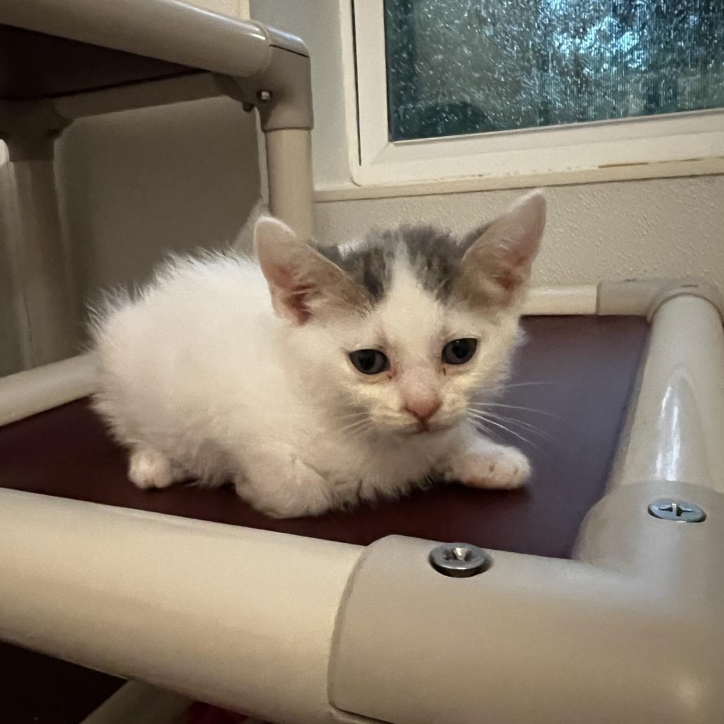 Enlarge Catrick Swayze, a Adoptable Domestic Short Hair in Brighton, MO image 2/2