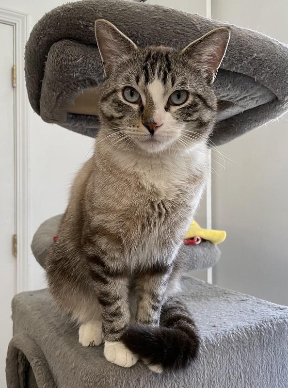 Clover, adoptable, Adult Male Domestic Short Hair.