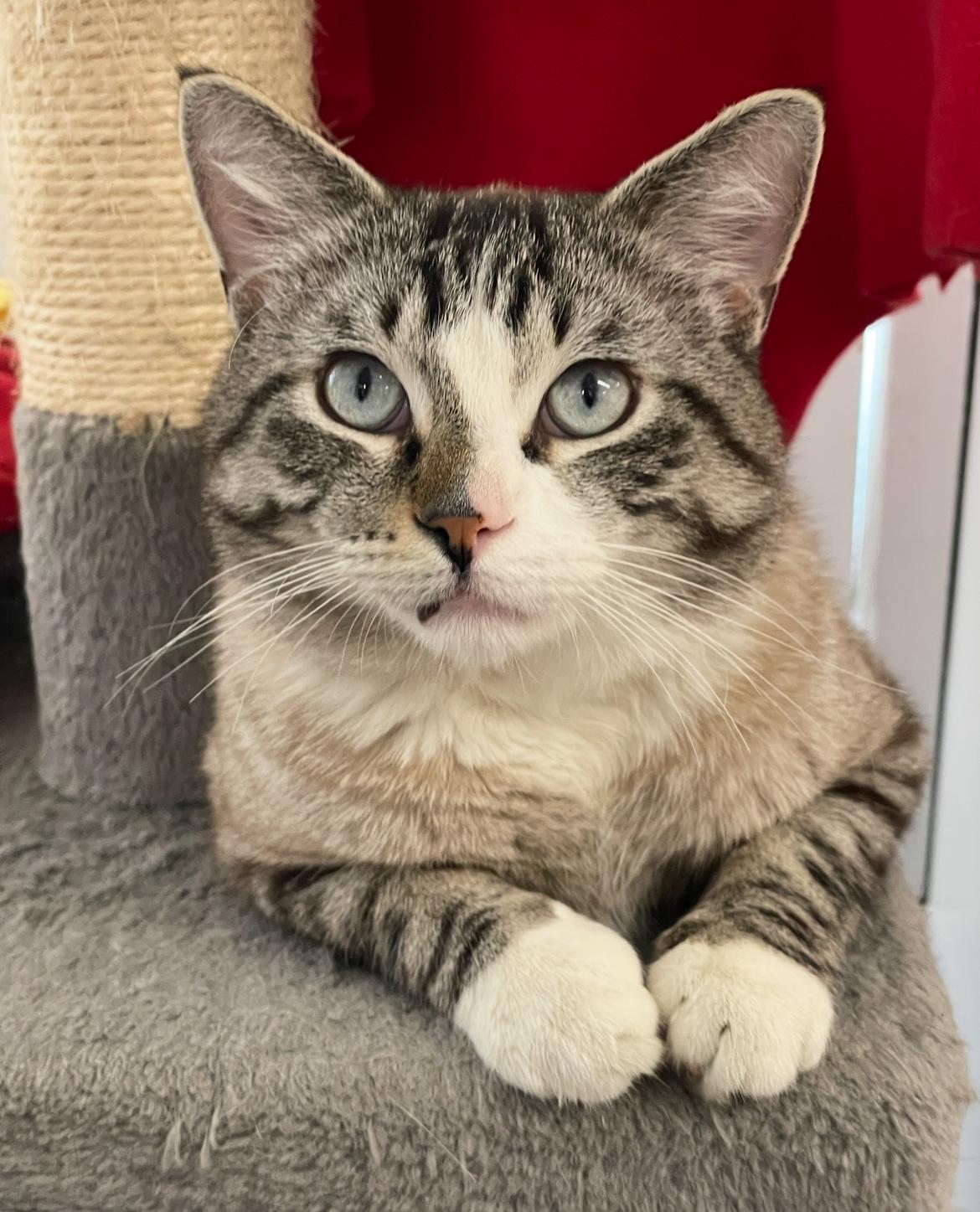 Enlarge Clover, an adoptable Domestic Short Hair in Chicago, IL image 2/4