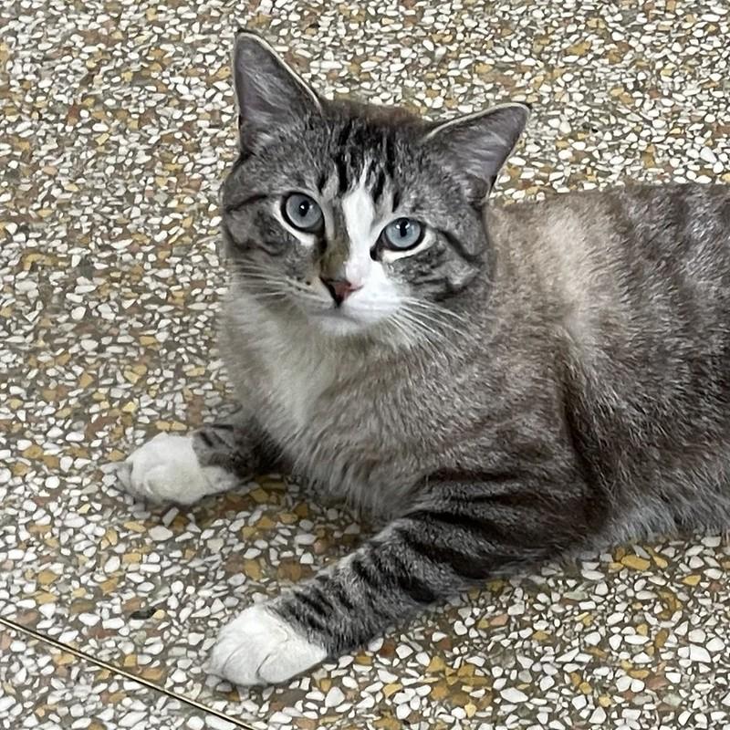 Enlarge Clover, an adoptable Domestic Short Hair in Chicago, IL image 4/4