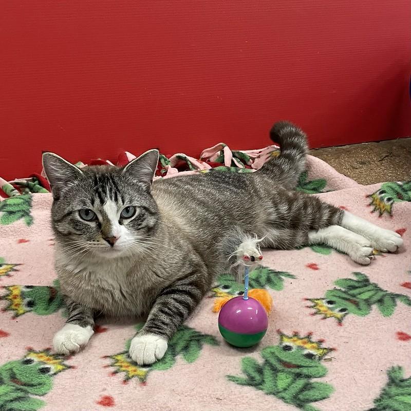 Enlarge Clover, an adoptable Domestic Short Hair in Chicago, IL image 3/4