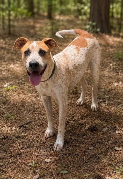 Skai, Adoptable, Adult Male English Coonhound & Mixed Breed.