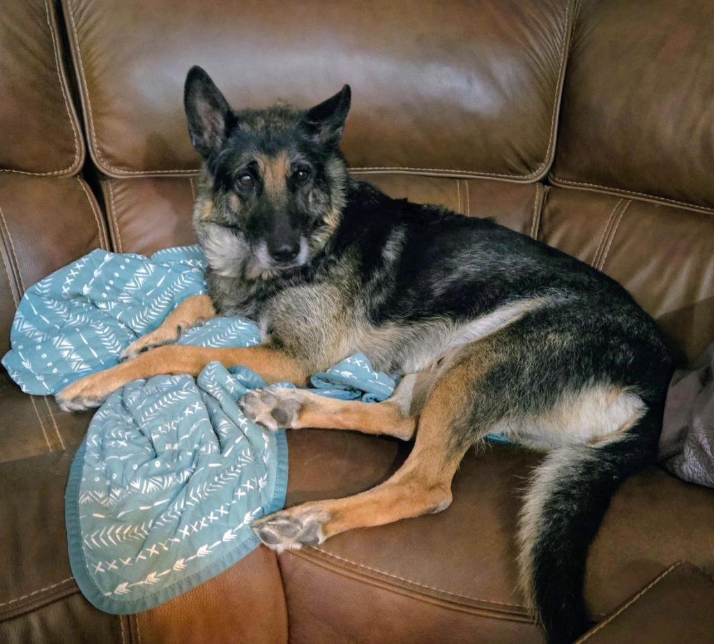 Stella, Adoptable, Adult Female German Shepherd Dog & Mixed Breed.