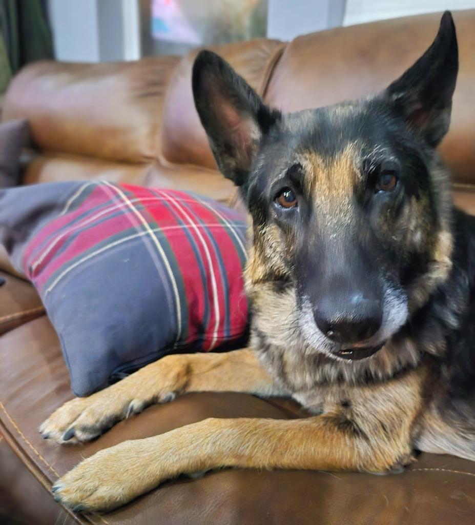 Stella, a Adoptable mixed breed in El Cajon, CA image 3/4