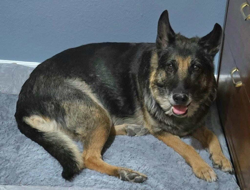 Stella, a Adoptable mixed breed in El Cajon, CA image 4/4