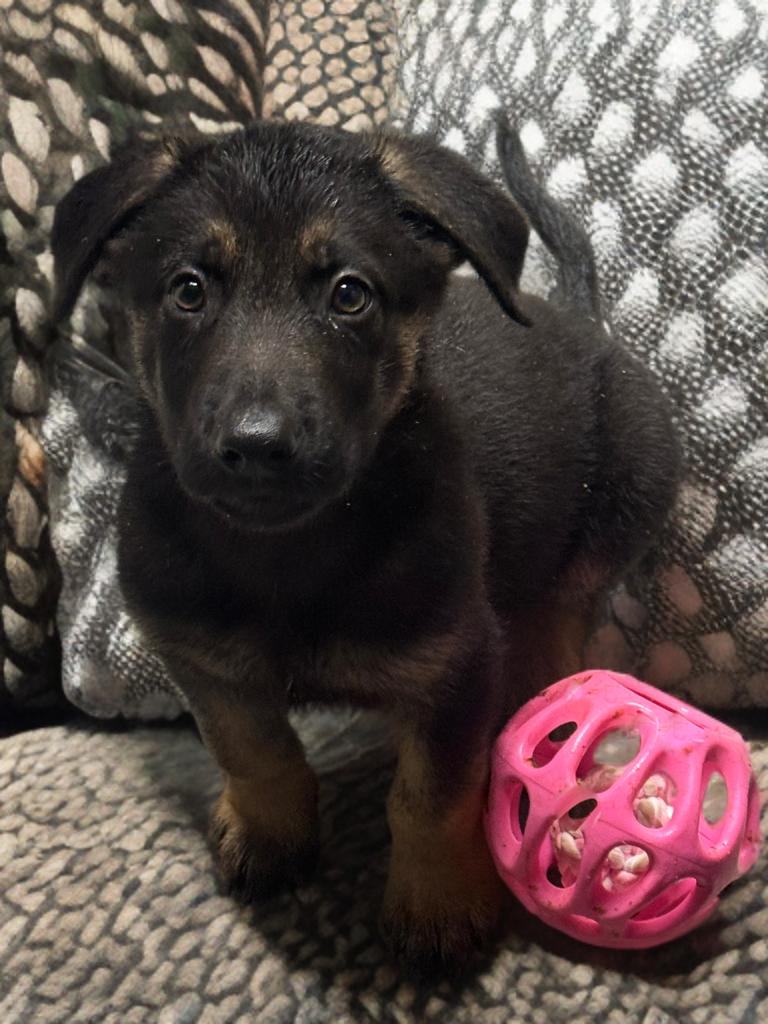 Zeek , ADOPTABLE, Puppy Male German Shepherd Dog.