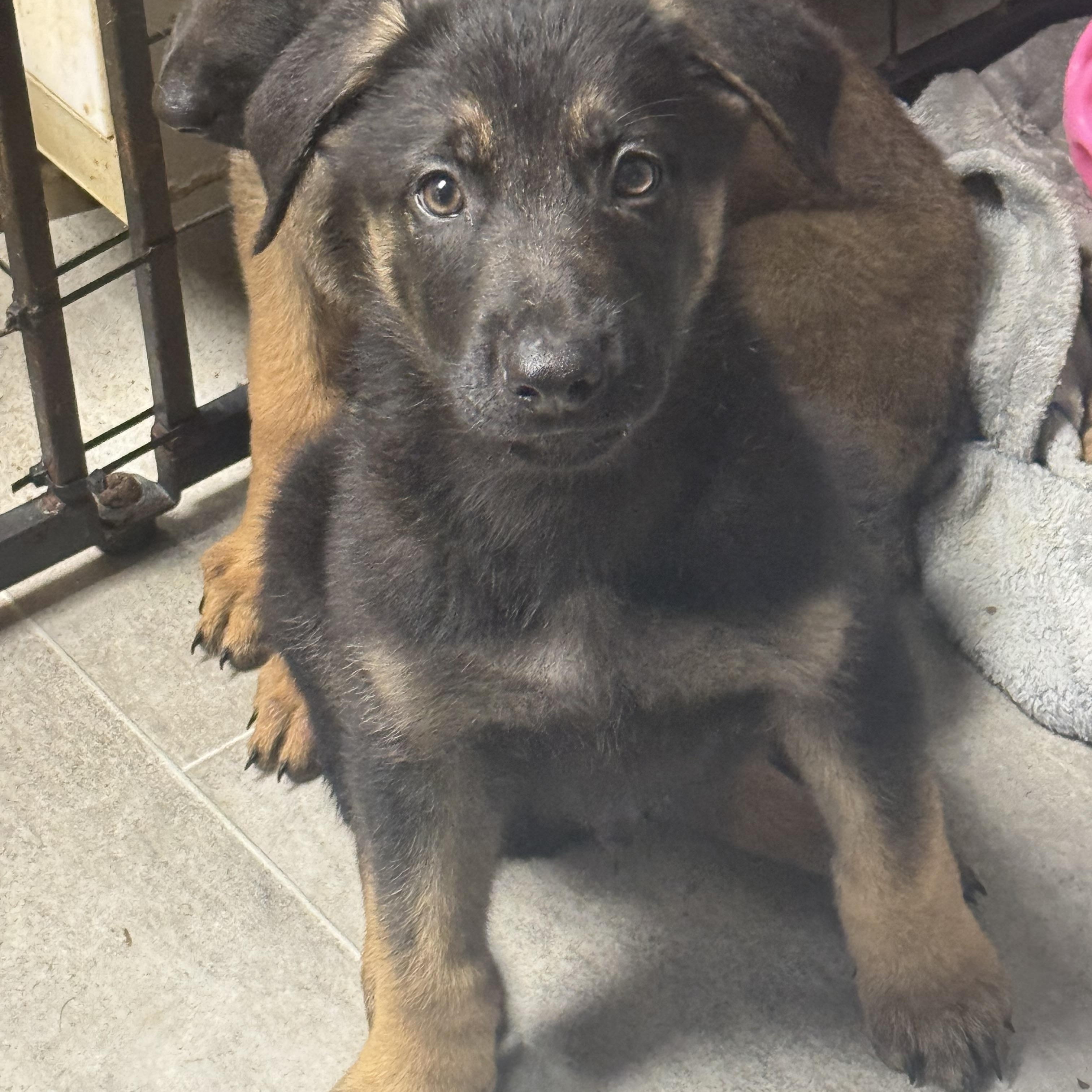 Enlarge Zeek , a ADOPTABLE mixed breed in Fredericksburg, VA image 2/2