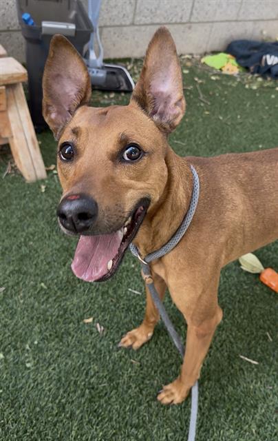 Enlarge CELERY, a Adoptable mixed breed in West Valley City, UT image 1/1