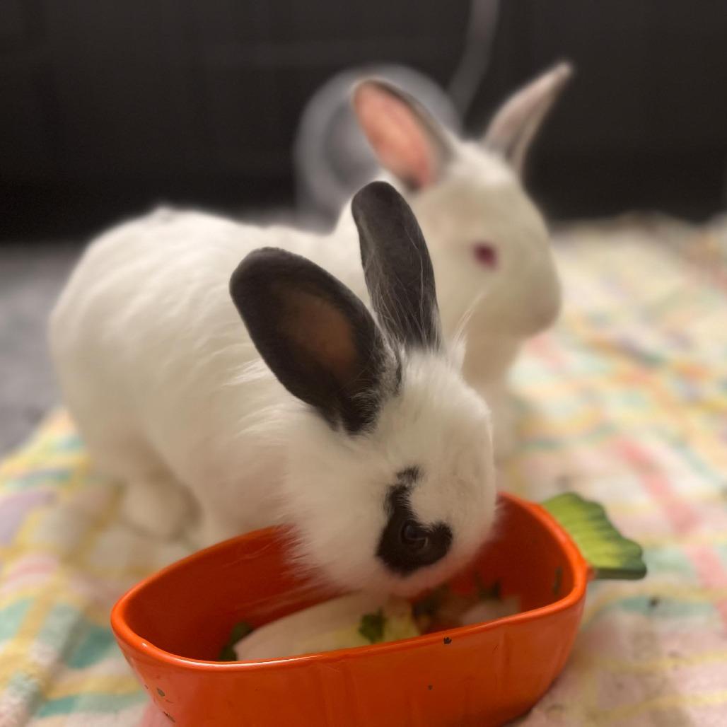 Enlarge Dr. Dennis Whitaker, a Adoptable Lionhead in Richmond, CA image 1/6
