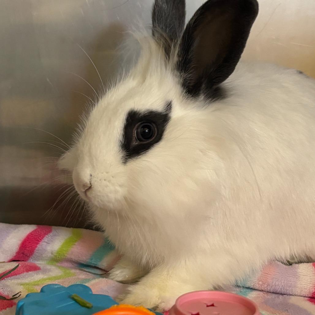 Enlarge Dr. Dennis Whitaker, a Adoptable Lionhead in Richmond, CA image 2/6