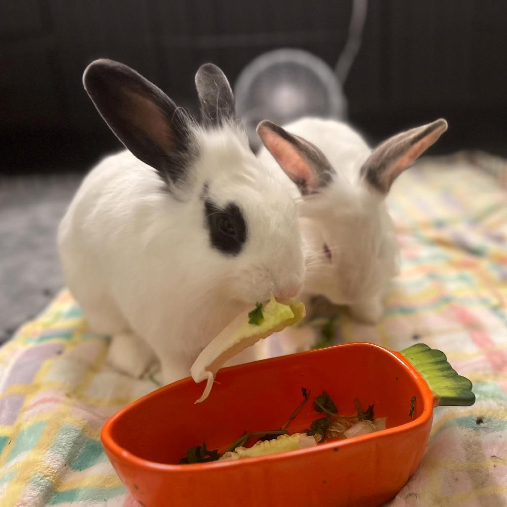Enlarge Dr. Dennis Whitaker, a Adoptable Lionhead in Richmond, CA image 3/6
