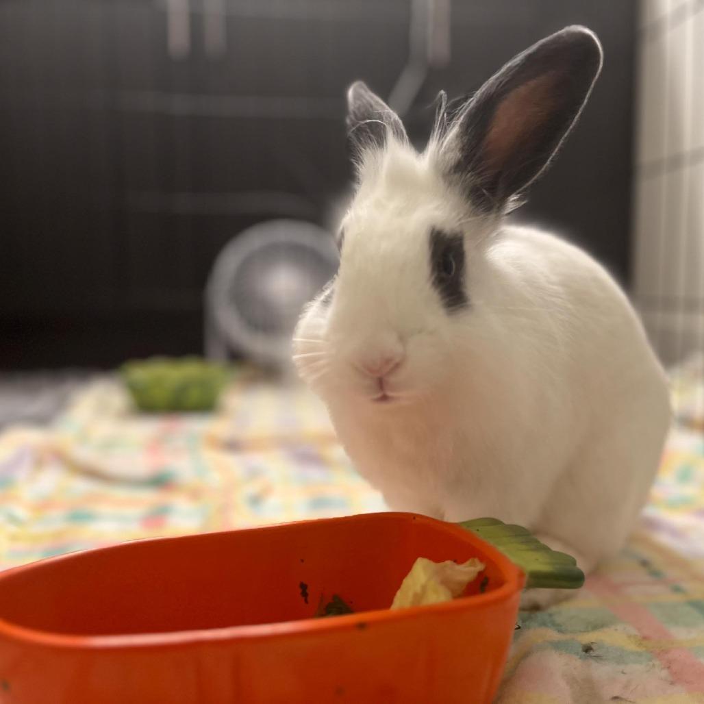 Enlarge Dr. Dennis Whitaker, a Adoptable Lionhead in Richmond, CA image 5/6