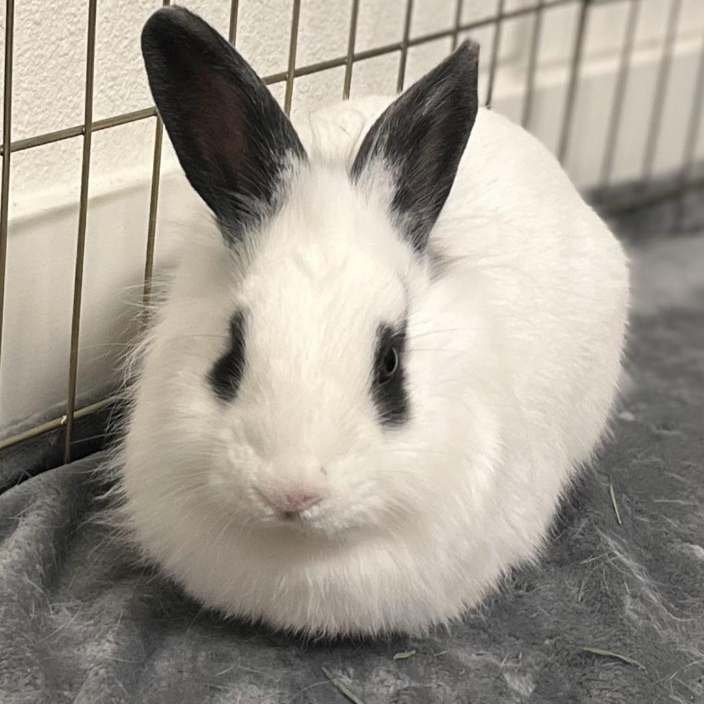 Enlarge Dr. Dennis Whitaker, a Adoptable Lionhead in Richmond, CA image 6/6