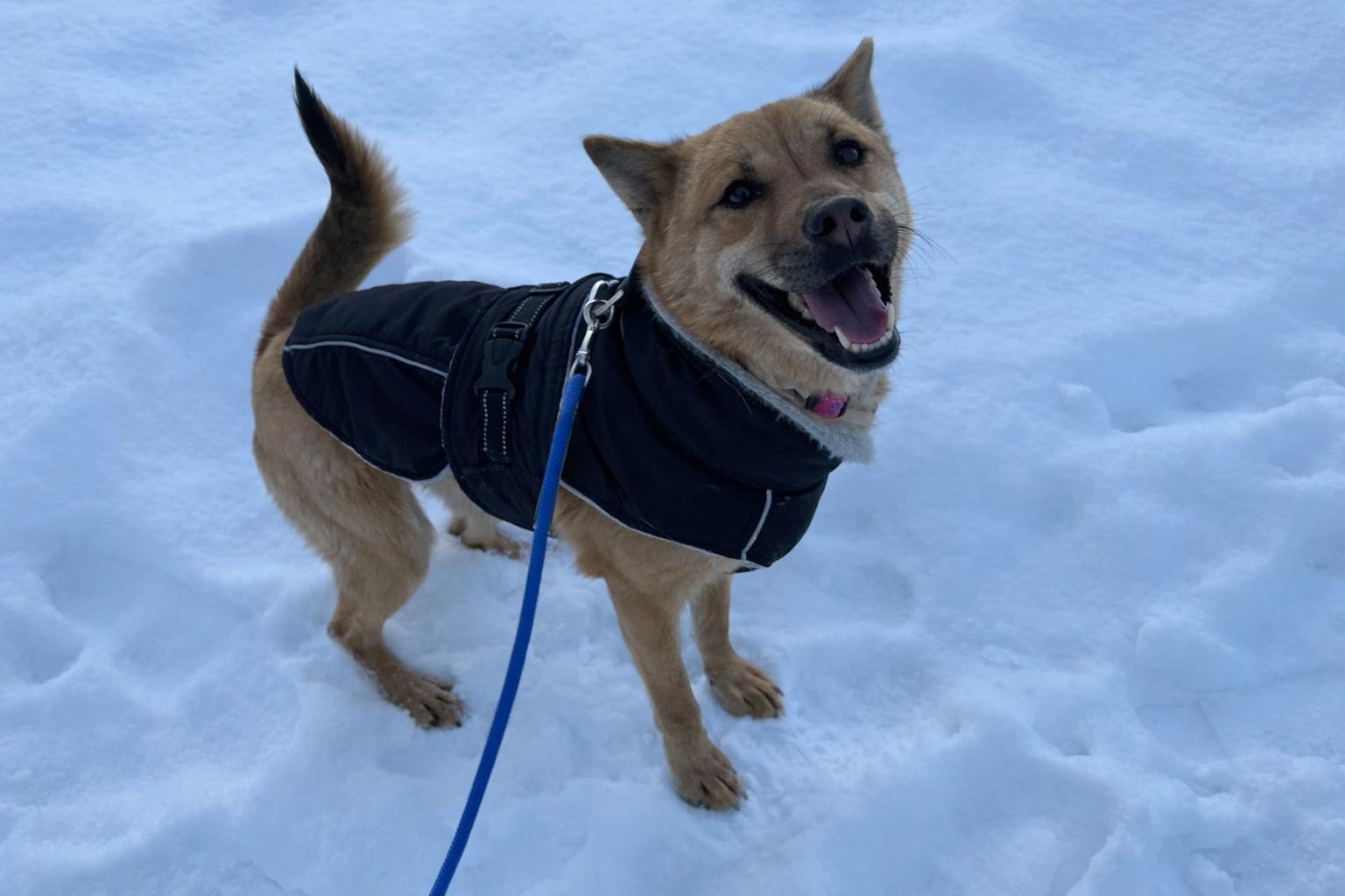 Enlarge Layla, a ADOPTABLE Mixed Breed in Markham, ON image 2/5
