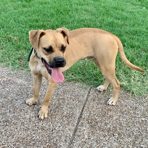 Enlarge Sugar, a Adoptable mixed breed in East Syracuse, NY image 3/6