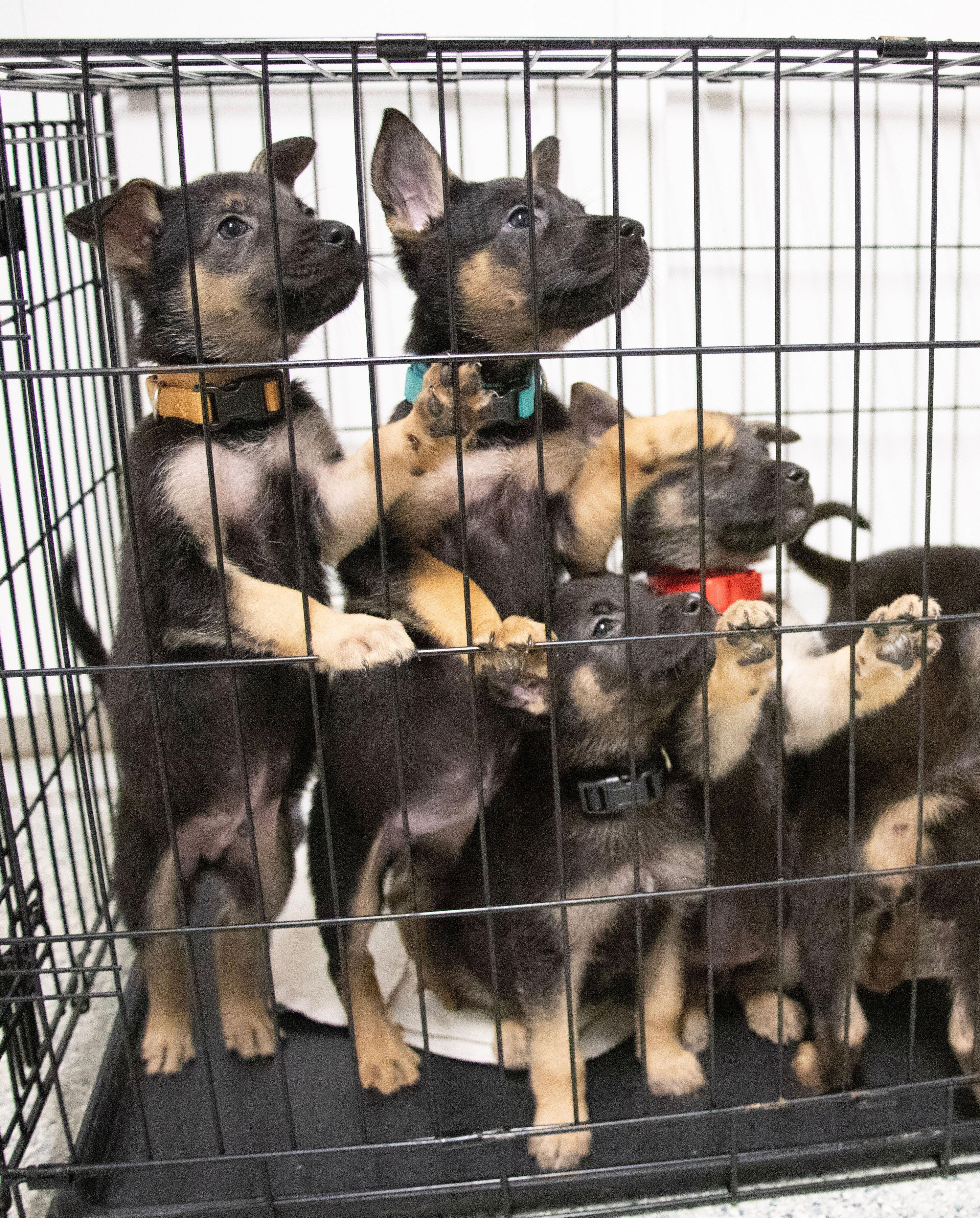 Male Shepherd mix puppies