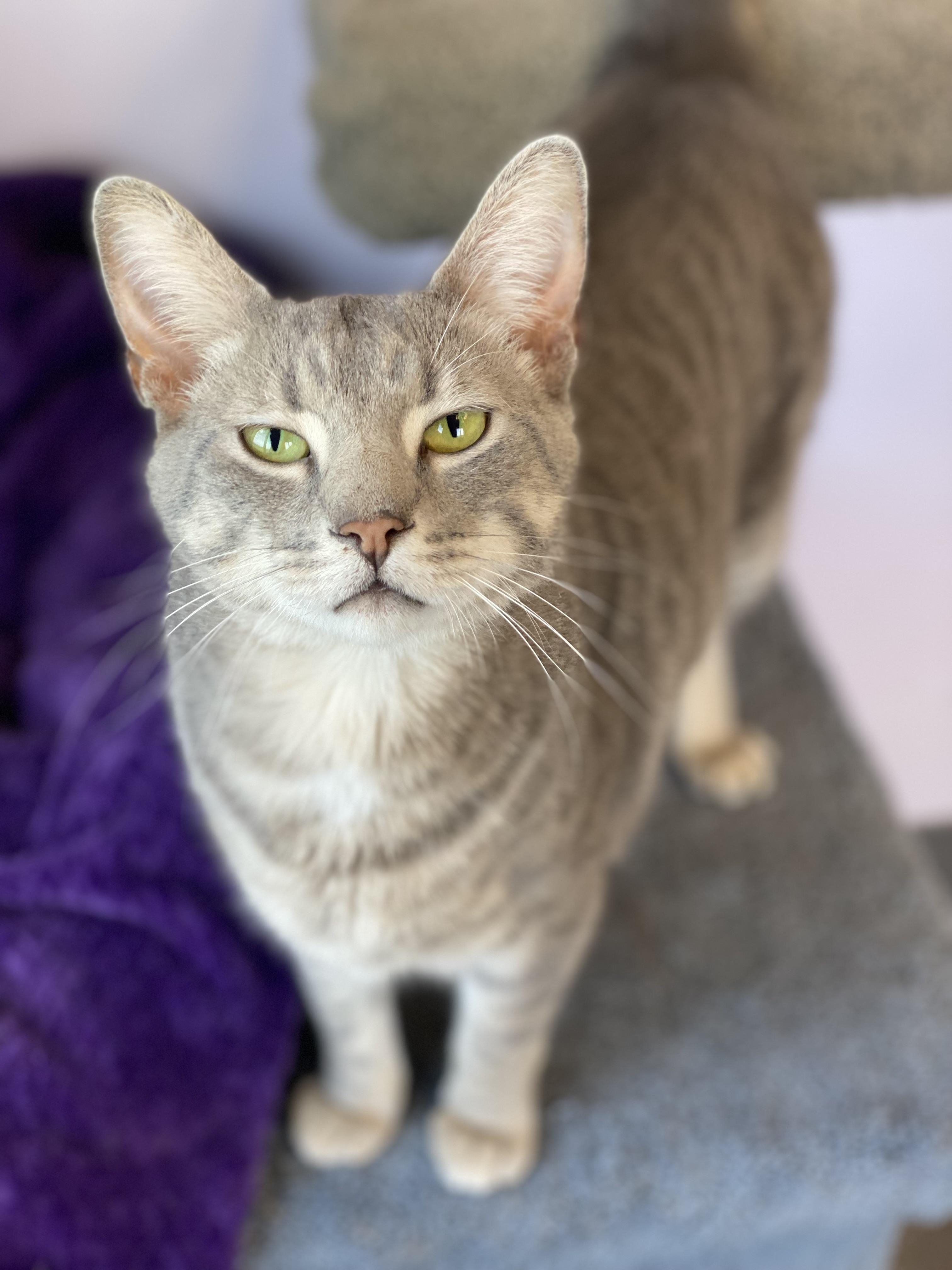 Enlarge Jones, a Adopted Domestic Short Hair in Pekin, IL image 2/3