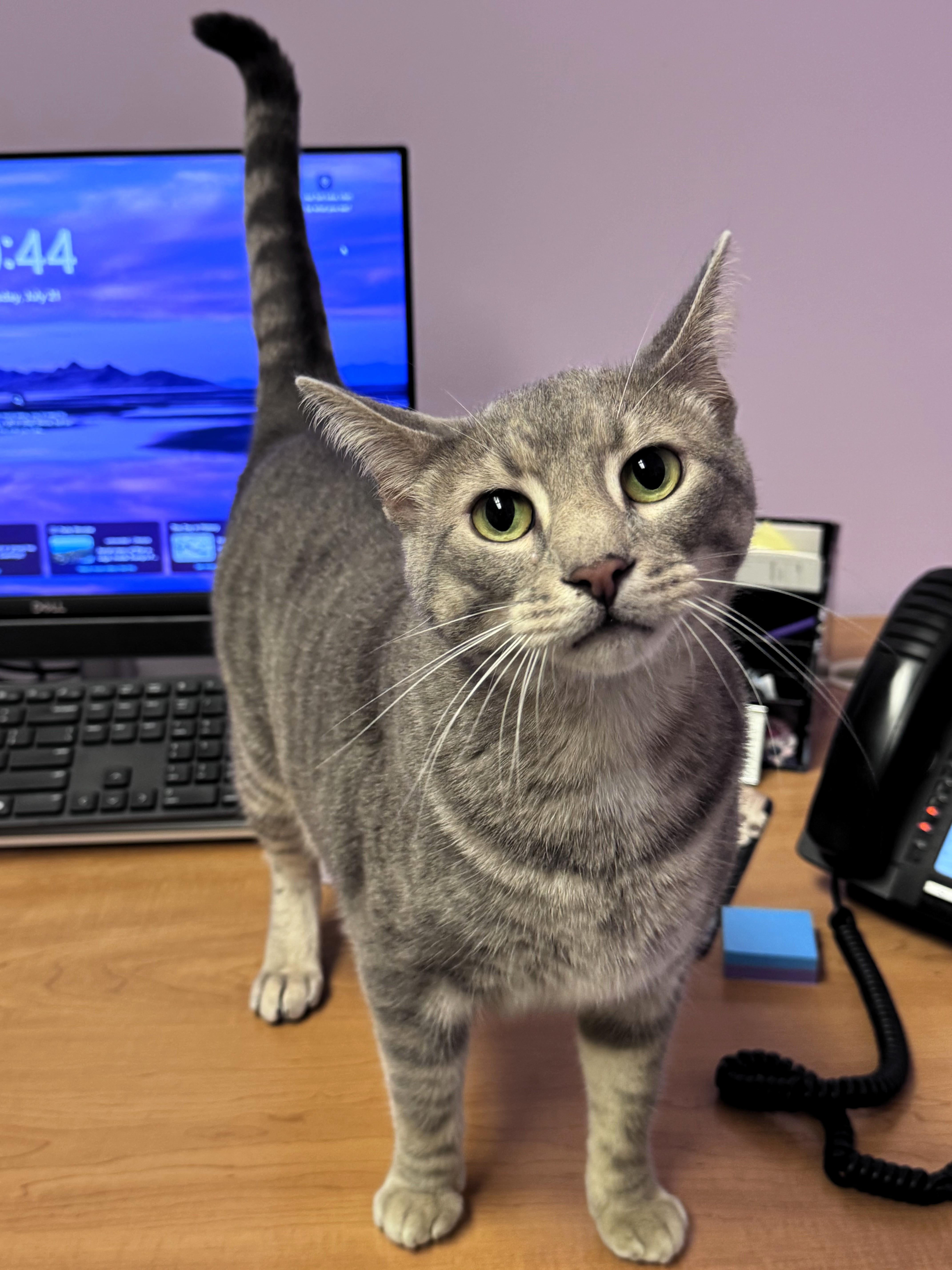 Jones, Adopted, Adult Male Domestic Short Hair.