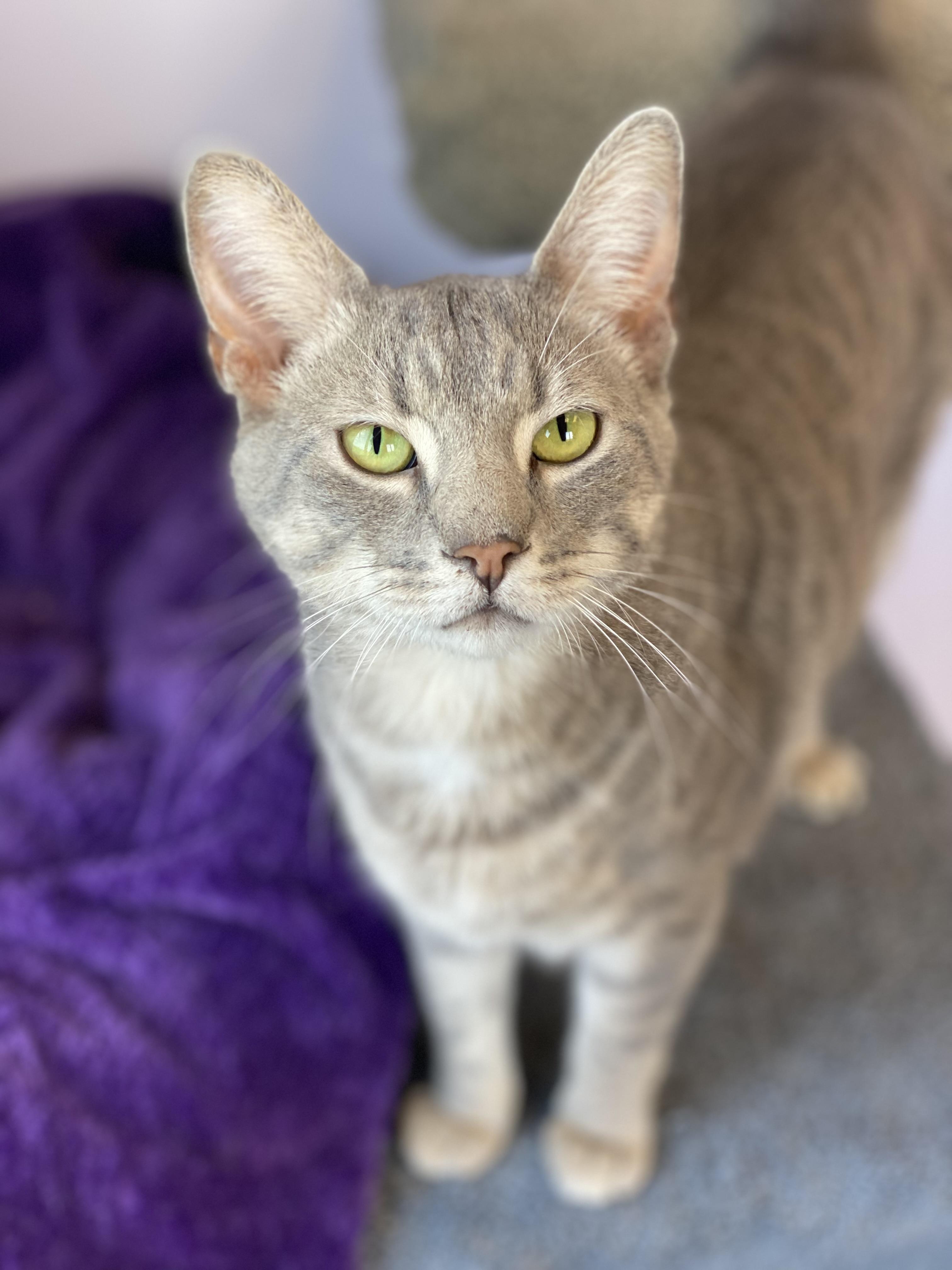 Enlarge Jones, a Adopted Domestic Short Hair in Pekin, IL image 3/3