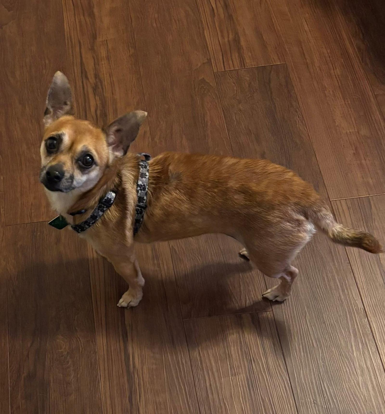 Ruth, Adoptable, Adult Female Chihuahua.