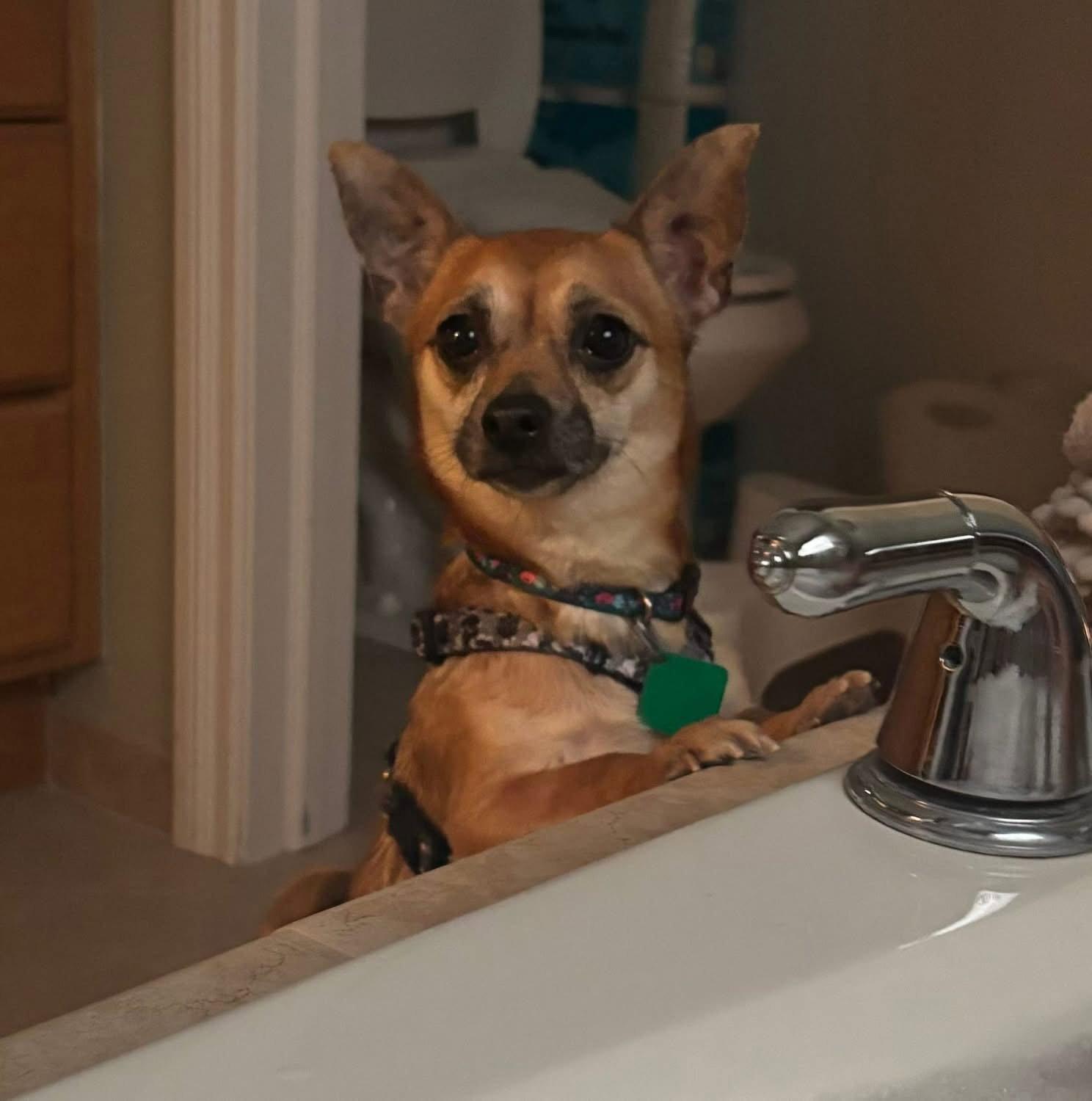Enlarge Ruth, a Adoptable Chihuahua in Oxford, MI image 2/3
