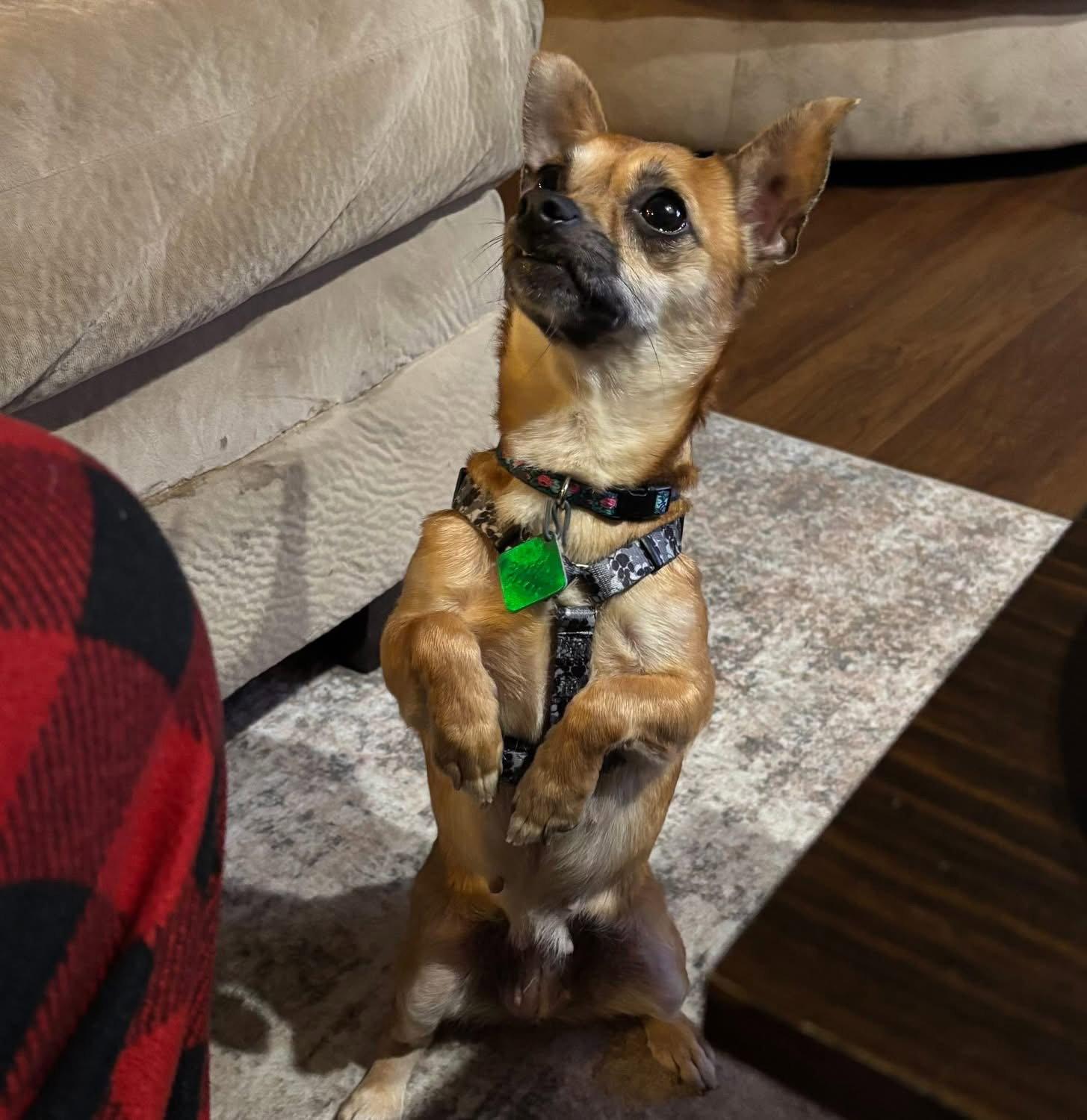 Enlarge Ruth, a Adoptable Chihuahua in Oxford, MI image 3/3