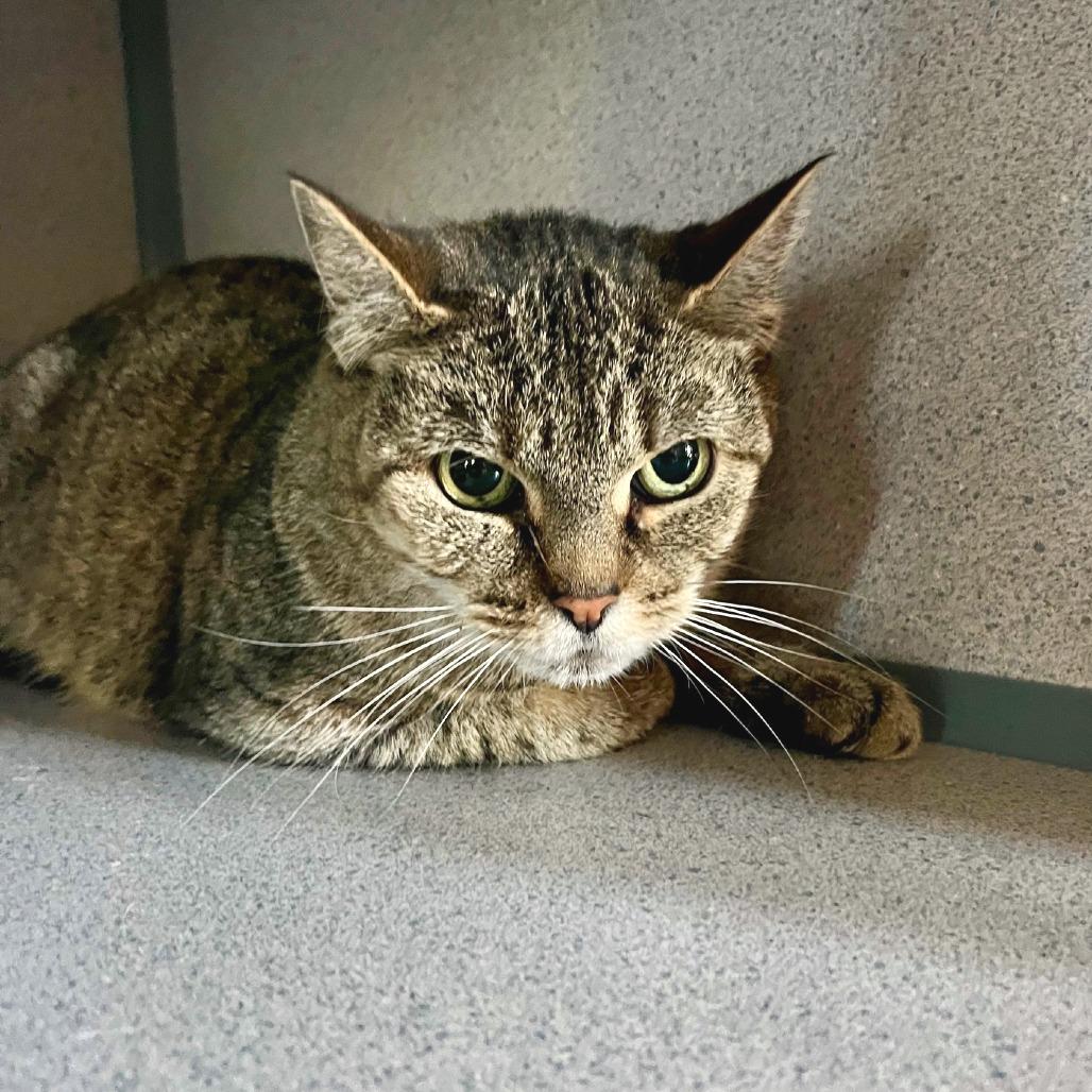 Cici, a Adoptable Domestic Short Hair in Hudson, NY image 2/3