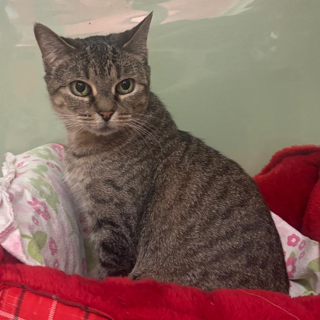 Cici, a Adoptable Domestic Short Hair in Hudson, NY image 3/3