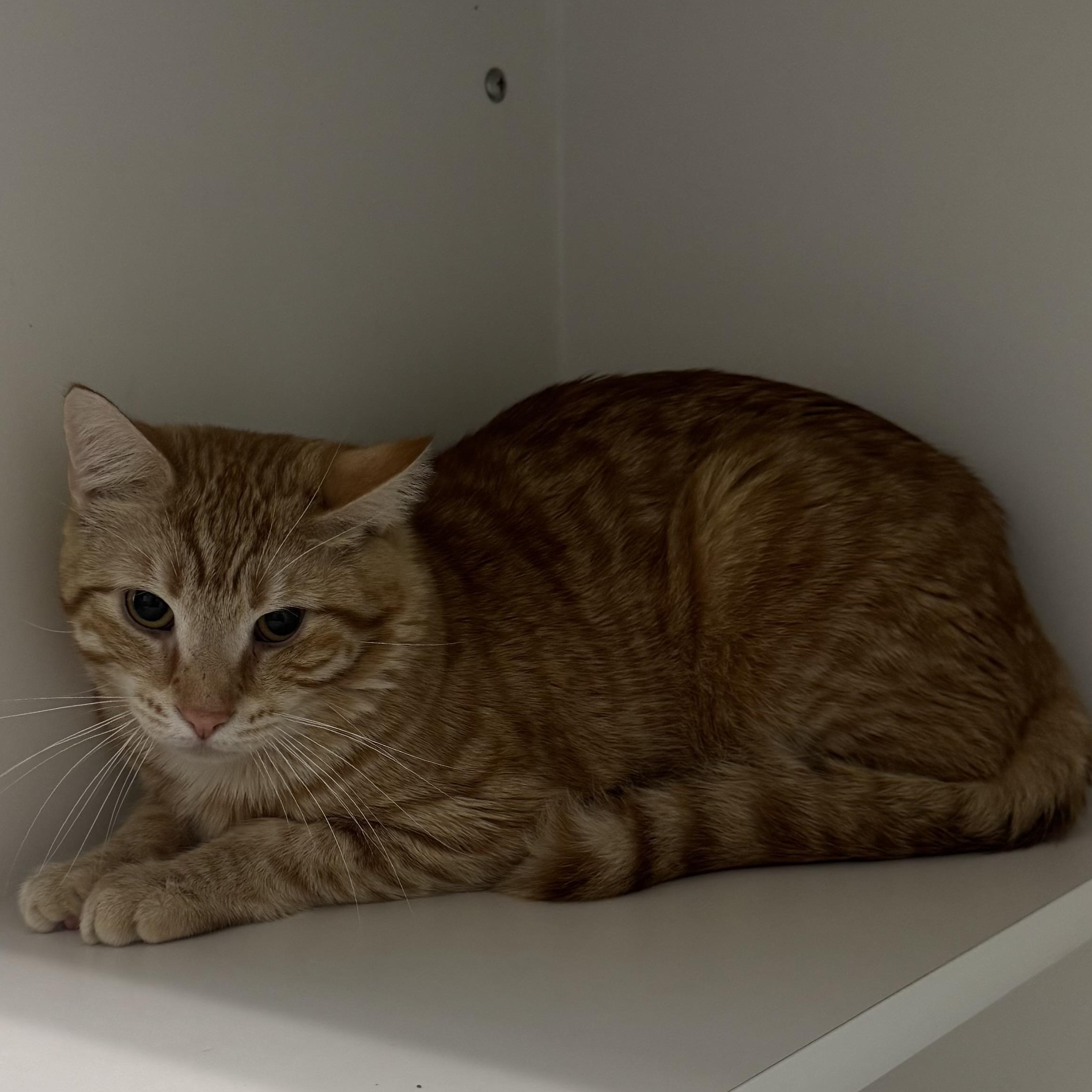 Enlarge Wombat, an adopted Domestic Short Hair in Fall River, MA image 3/3