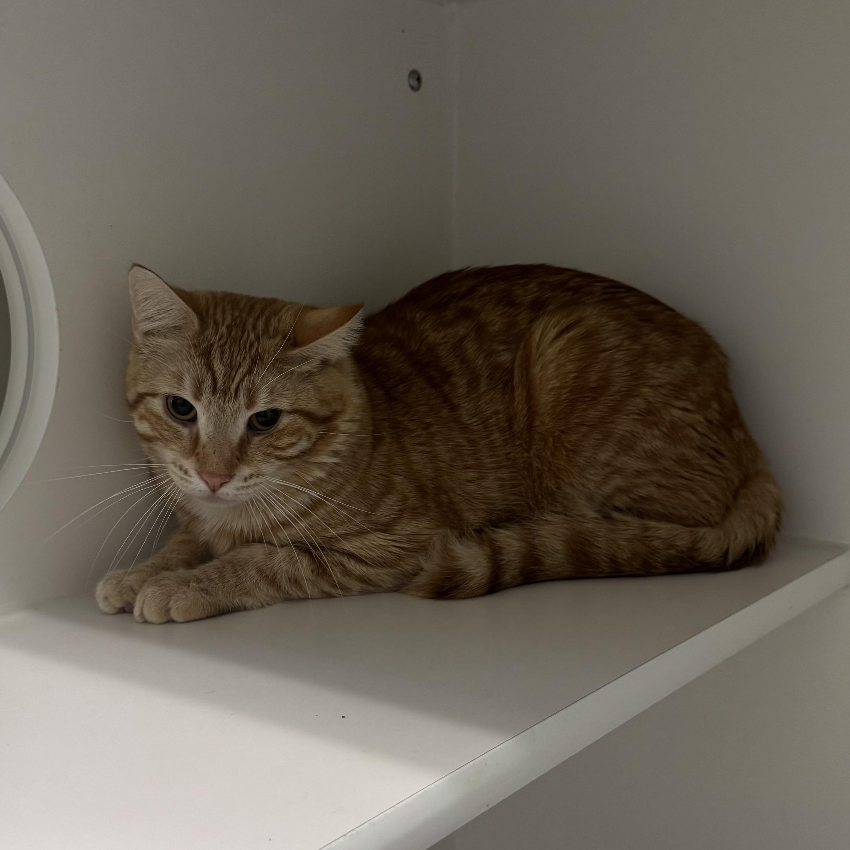 Enlarge Wombat, an adopted Domestic Short Hair in Fall River, MA image 2/3