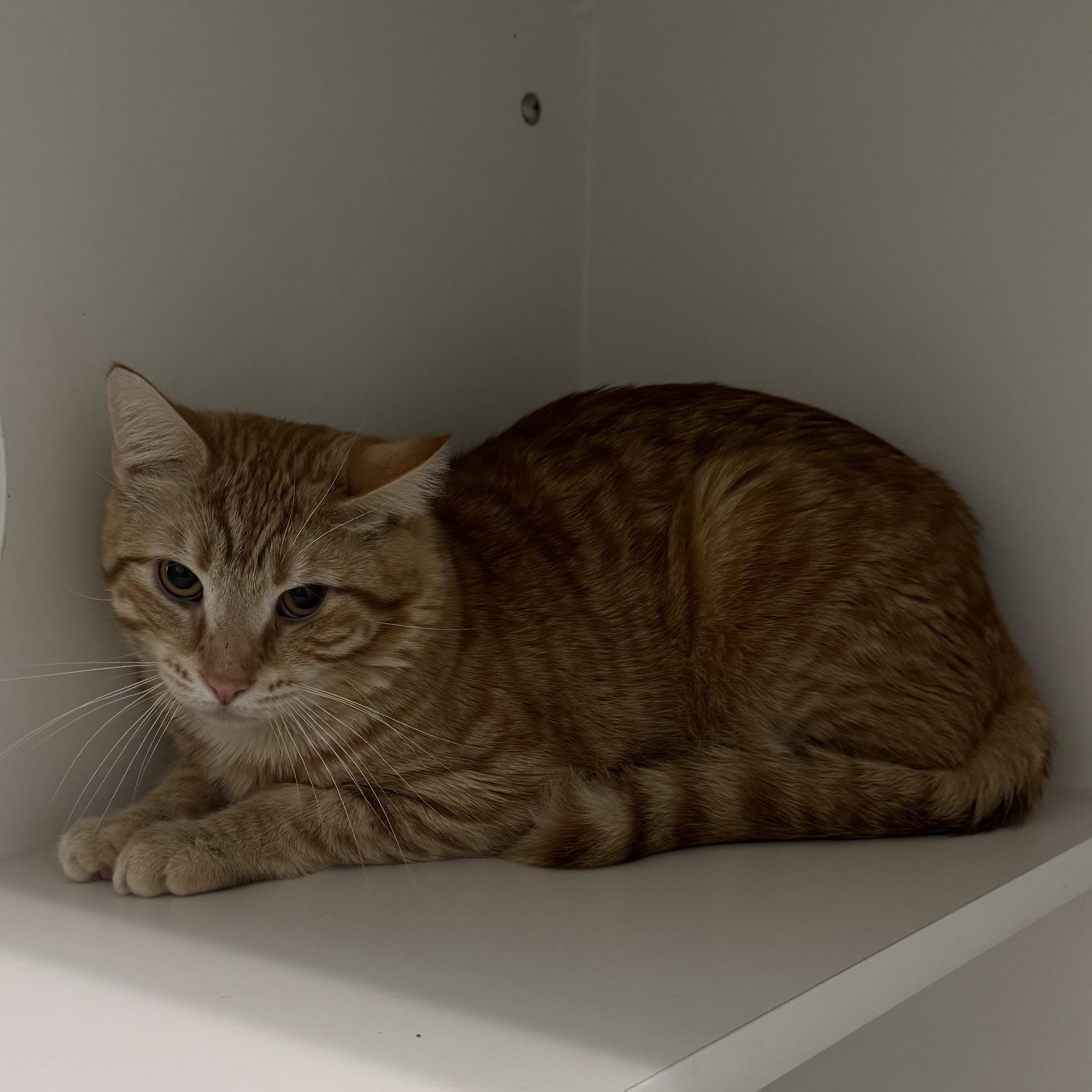 Enlarge Wombat, an adopted Domestic Short Hair in Fall River, MA image 1/3