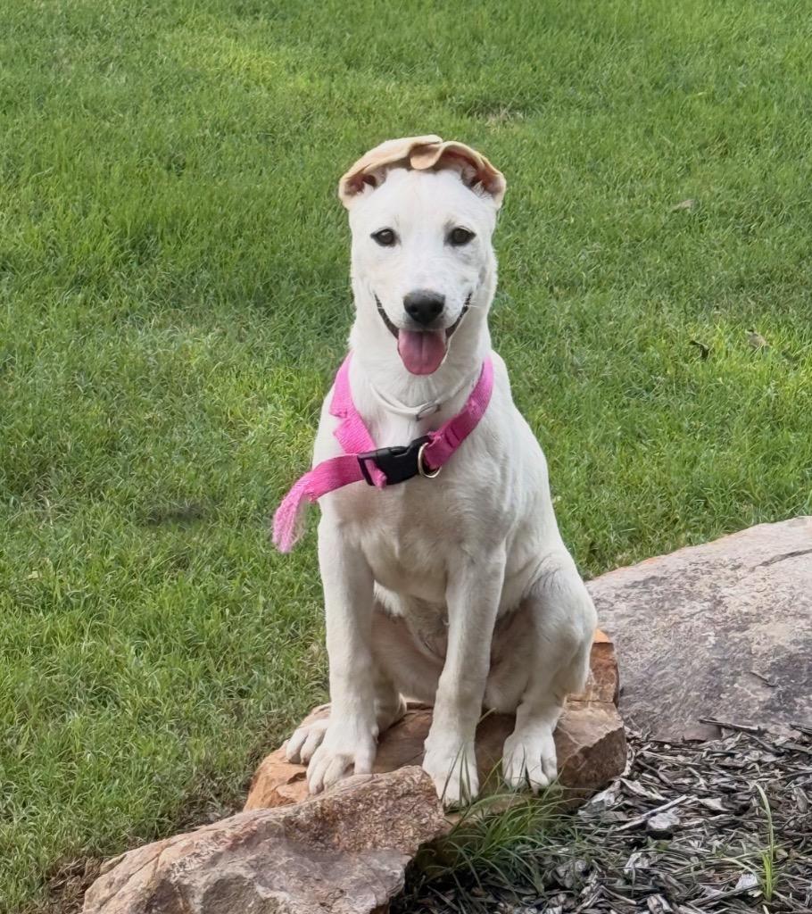 Annie fka Karen, a Adopted mixed breed in Little Rock, AR image 1/3