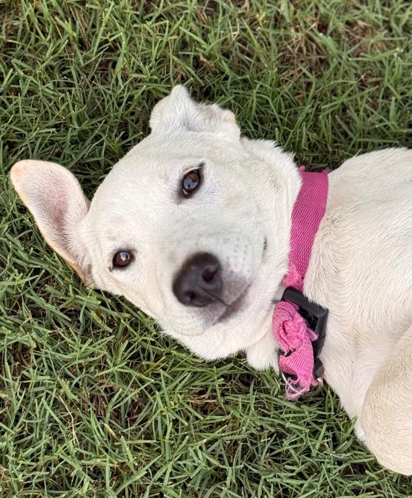 Annie fka Karen, a Adopted mixed breed in Little Rock, AR image 2/3