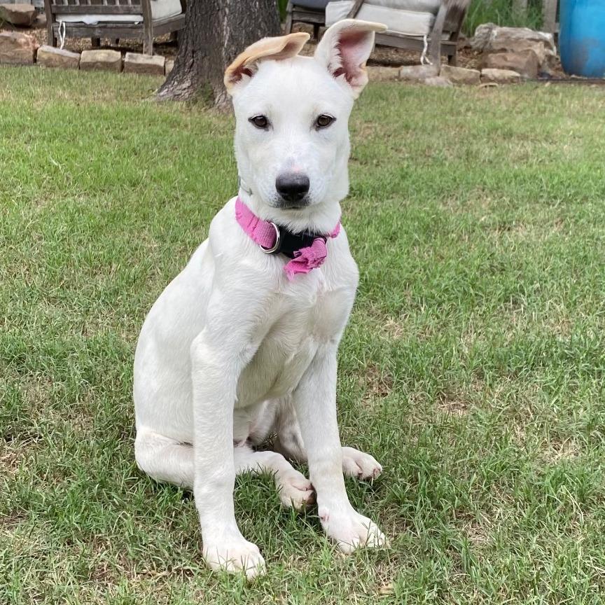 Annie fka Karen, a Adopted mixed breed in Little Rock, AR image 3/3