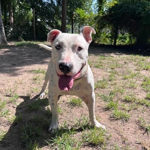 Elvis Affectionate, Loving, Smart, Good w/Dogs, 2yrs old, 66 lbs., Adoptable, Young Male Bull Terrier & Terrier.