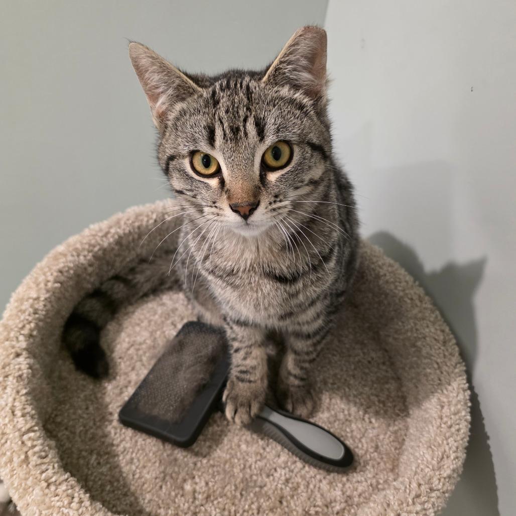 0226-84 Alvin, Adoptable, Young Male Domestic Short Hair.