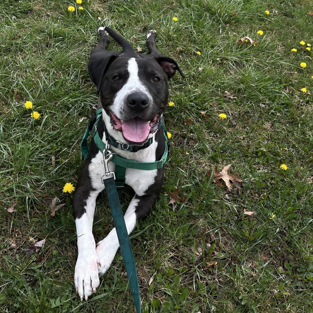 Freddy, Adoptable, Adult Male Mixed Breed.