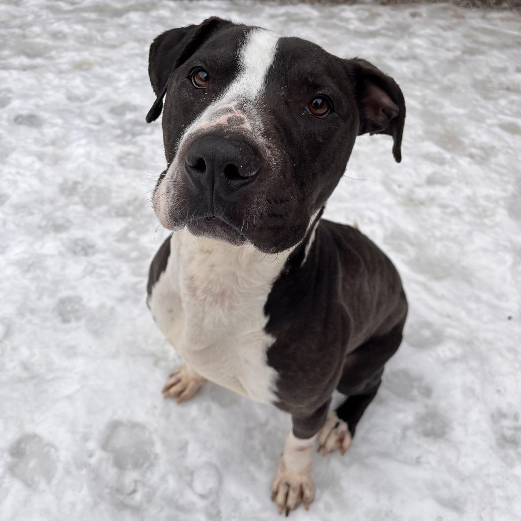 Enlarge Freddy, a Adoptable Mixed Breed in Fairport, NY image 2/6