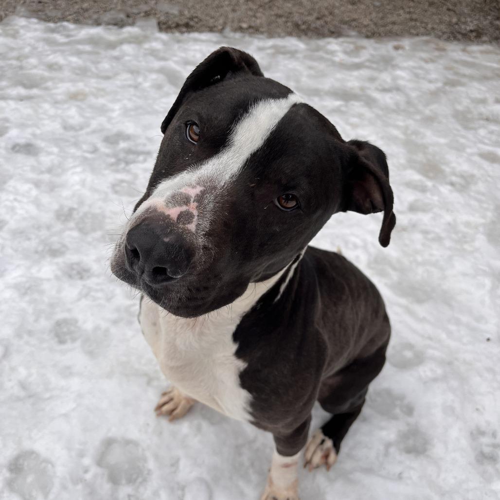 Enlarge Freddy, a Adoptable Mixed Breed in Fairport, NY image 3/6