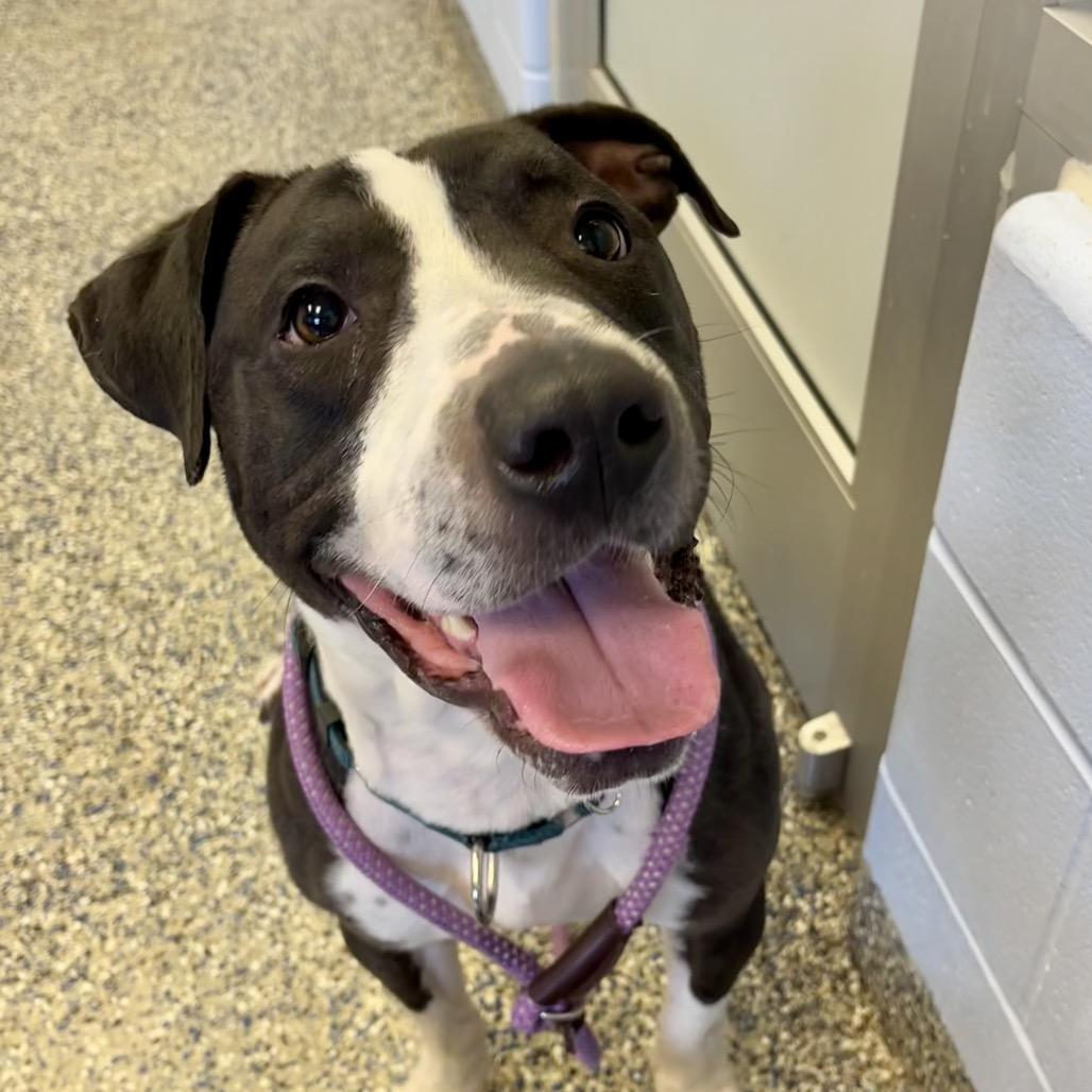 Enlarge Freddy, a Adoptable Mixed Breed in Fairport, NY image 4/6