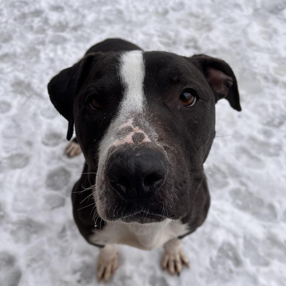 Enlarge Freddy, a Adoptable Mixed Breed in Fairport, NY image 5/6