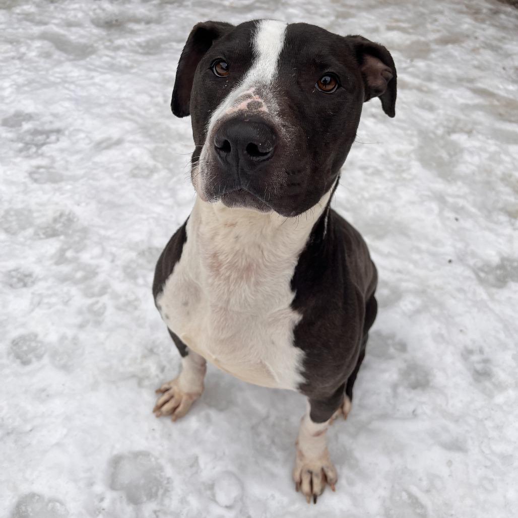 Enlarge Freddy, a Adoptable Mixed Breed in Fairport, NY image 6/6