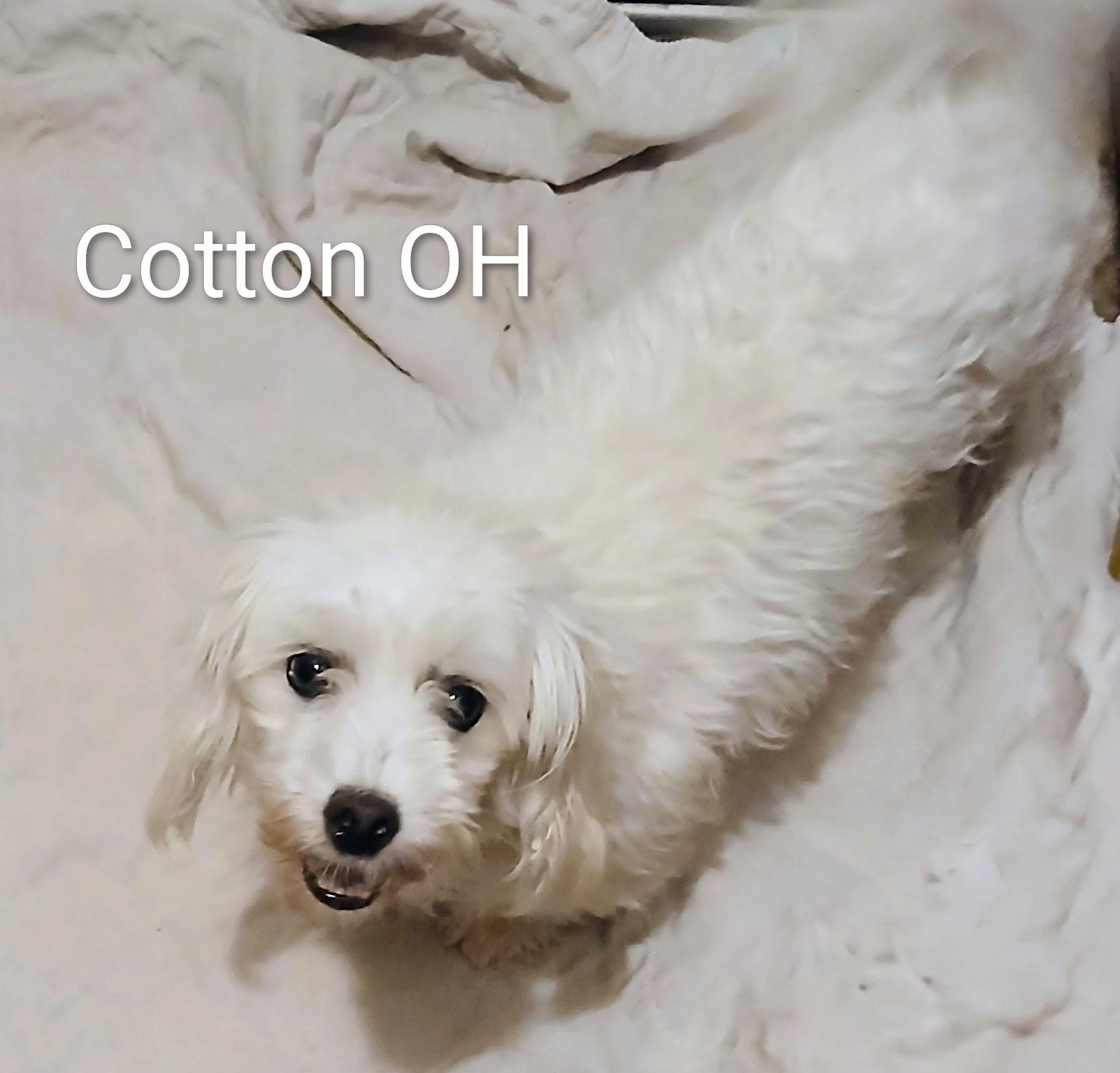 Enlarge Cotton , an adopted Coton de Tulear in Holland, OH image 1/1