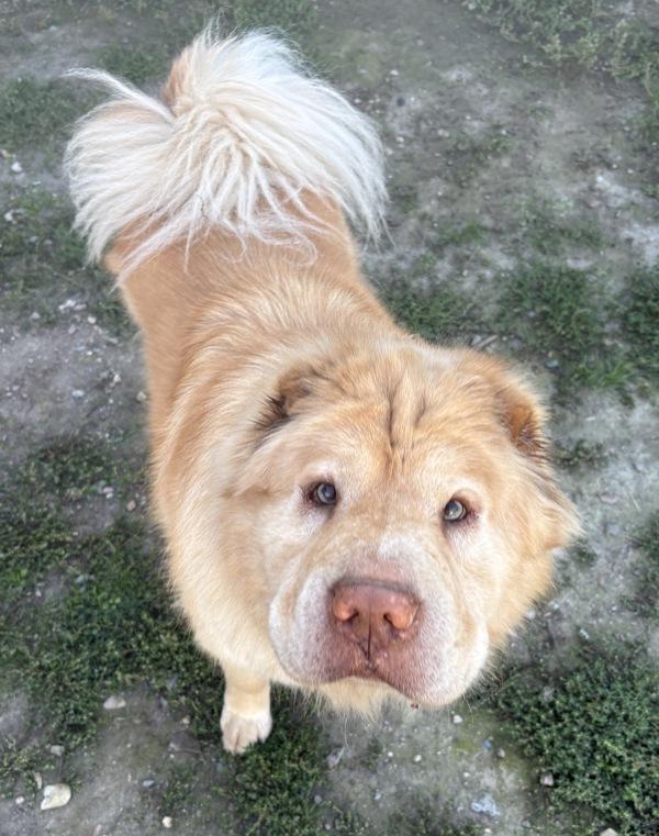 Enlarge Leo, a Adoptable mixed breed in Salmon Arm, BC image 1/1