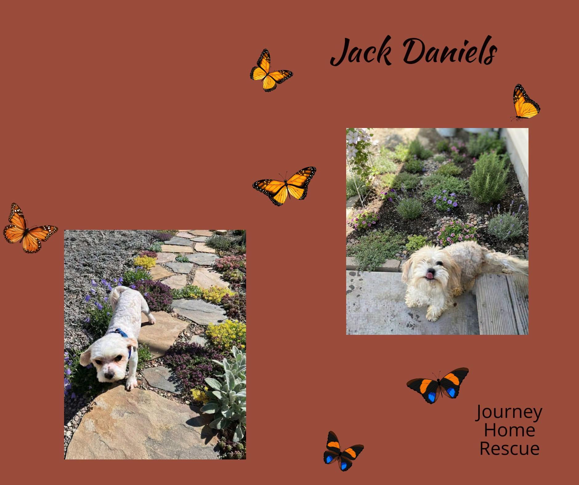 Enlarge Jack Daniels, a Adoptable mixed breed in East Wenatchee, WA image 1/1
