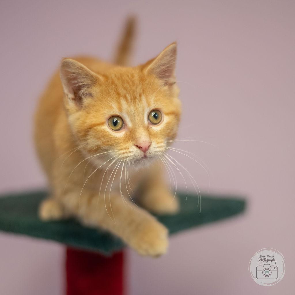 Enlarge Elmer, an adopted Domestic Short Hair in Blairsville, PA image 1/1