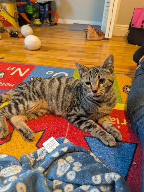 SEASHELL, Adoptable, Young Female Domestic Short Hair.